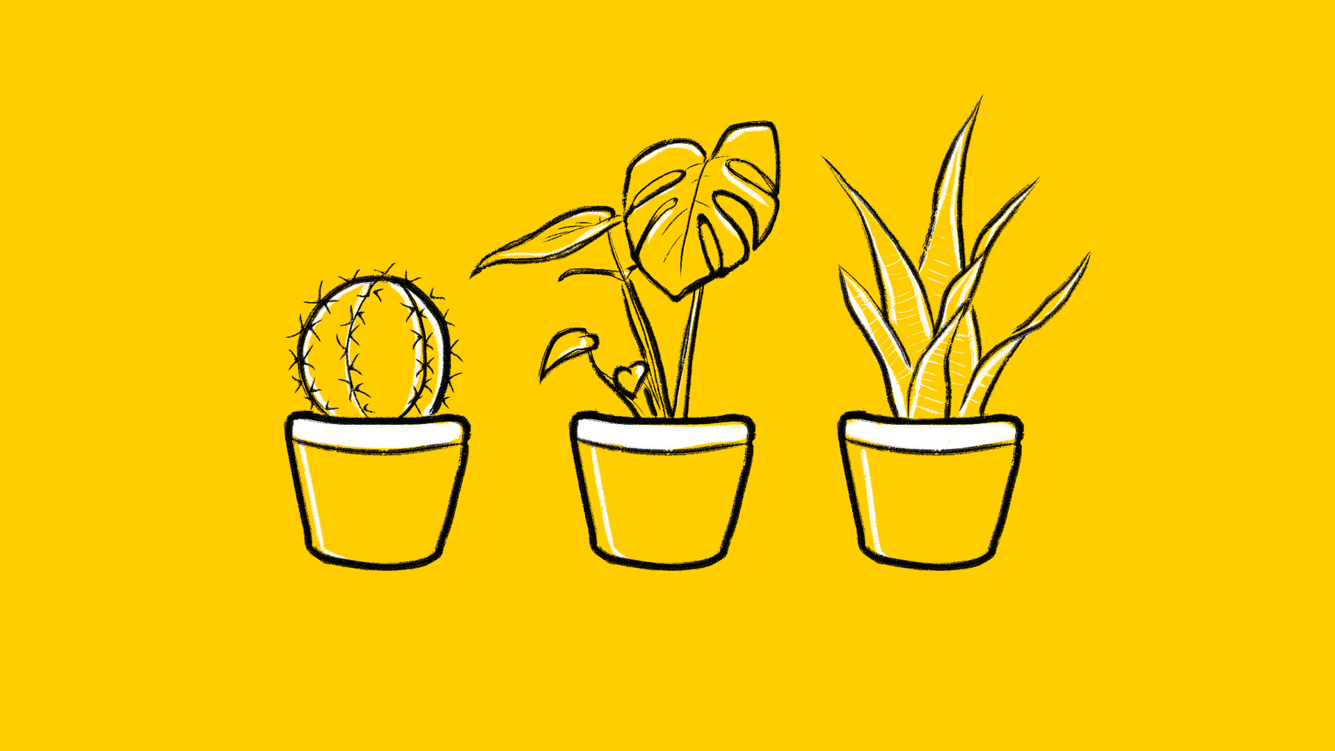 an illustration of three plants in pots: a cactus, monstera, and snake plant